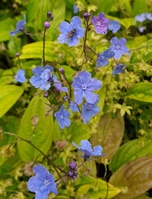 Omphalodes cappadocica 'Cherry Ingram'